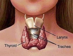 Thyroid alert