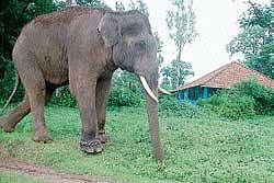 'Radio collars can not prevent tusker-human tiff'