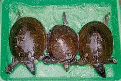 Three tortoises seized by the Forest department of Madikeri. DH Photo