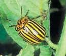 Bug attack:  The dreaded yellow-striped Colorado beetle.