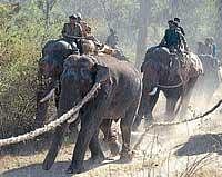 A file photo of captured rogue elephant being taken to Dubare elephant camp. DH Photo