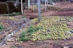 breeding ground: A drain in the APMC yard in Srinivaspur is choked with rotten vegetables turning it into a haven for mosquitoes. DH Photo