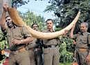 Jumbo ivory: An elephant tusk found at a plantation at Huvinahalli in Chikmagalur. dh Photo