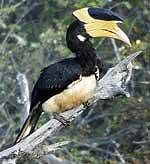Great Indian hornbill in peril