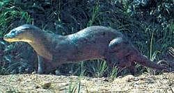 This photo by the Sabah Wildlife Department shows a rare hairy-nosed otter that was photographed by a remote camera in Sabah, Malaysia. AP