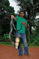 Dinesh Kumar holding a king cobra.
