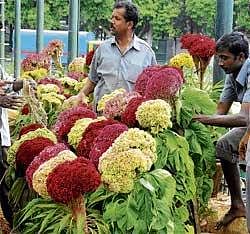 Arrangement: Workers arranging flowerpots for Independence Day Horticultural Show at Lalbagh in Bangalore on Wednesday. DH Photo