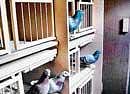 Cooped: The birds are kept by breeders in carefully maintained lofts.