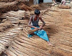 Ready to sweep: Workers making stacks of broomsticks.Dh Photo