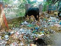 stench: A cow feeding on the garbage in  the ward . dh photos