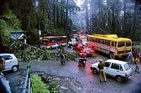 stranded: Vehicles get stuck in a traffic jam after a tree fell on a road following heavy rain in Shimla on Saturday. PTI