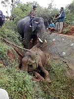 Elephantine Task:  A trained tusker rescuing the female elephant which slipped into a ditch in the Veeranahosahalli range of Nagarahole forest near Hunsur on Saturday. DH Photo