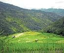 Green treasure: Lush green terrace fields in remote  Chizami village in Nagaland.  Photo: North East Network,  Nagaland