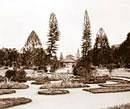 An 1890 photo of Lalbagh showing the two tall araucaria columnaris trees, and an araucaria bidwilli in the photographs left. DH file photo