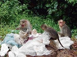 A group of monkeys search for food amid the waste dumped in the rain forests in Makutta range. DH Photo