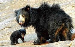 Asia's first sloth bear sanctuary under threat