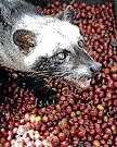 A palm civet stands on Arabica coffee cherries in a coffee plantation in Indonesias East Java province. Reuters