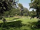 Lalbagh, dominated by large canopied trees. Photo by author