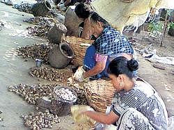 Women at work: Peeling cashew is a means of livelihood for women in Keni.