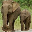 Stately moment for elephants