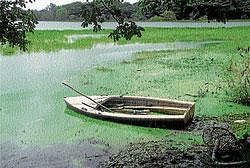 Algae is posing threat at Kukkarahalli Tank in Mysore.  DH Photos