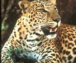 Leopards are an endangered species and protected by Wildlife (Protection) Act. Photo credit Ms. Belinda Wright (WPSI)