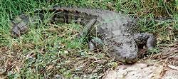 A baby crocodile found in the Vijayanagar canal near  Siruguppa in Bellary district. DH Photo