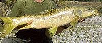 Ban on mahseer angling suggested