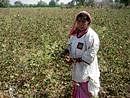 The cotton-picking coat is more cost-effective and comfortable, says Rukmini. PIC/WFS