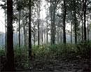 Green Cover: Light filters through trees in the Nagarhole forest in Karnataka. India ranks second in terms of total land area under plantation. (Ruth Fremson/ NYT)