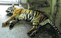 One of the dead tigers at Bannerghatta National Park. dh photo