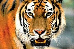 2 tigers still critically ill at Bannerghatta park