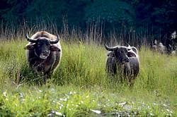 natural habitat Wild water buffalos at Namdapa National Park. photo by author