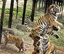 Now, tiger cub dies in safari park