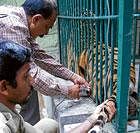 A file photo of a tiger being vaccinated at Bannerghatta Biological Park in Bangalore.