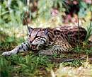 Copycat: The margay, an ocelot-like cat mimics the tamarin. Getty Images