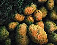 Soon, a GM potato with 60 per cent more protein