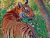 A view of the BR Hills reserve forest in Chamarajanagar district, A  file  photo.