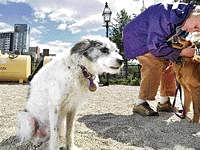 Not a waste: Louisa Solano hugs a dog while she and her dog Macedo (left) visit Park Spark (background left) in Massachusetts. The dog park devised by Matthew Mazzotta powers a gas light with methane gas given off by droppings collected at the park. AP