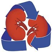 How diabetes affects the kidneys
