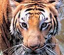 2 tigers show improvement in Bangalore park, 1 still critical