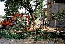 The branches of a tree that has been felled at Ashok Nagar in Mandya on Sunday. Dh Photo