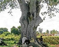 A banyan tree faces the axe near Mallahalli and Shettyhalli, Shidlaghatta taluk for the sake of collection of funds for temple construction. DH Photos