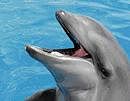 Kekaimalu, a 25-year-old wholphin, part-false killer whale and bottlenose dolphin. (Sea Life Park Hawaii via NYT)