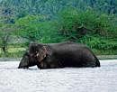 Fun time: The elephant playing at Bendekere lake in Arsikere taluk on Monday. DH Photo