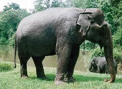 Elephant Kanthi