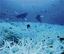 Underwater: Divers and fish swimover bleached coral off the coast of Phuket, Thailand.    Photo: Takuma Fuji, University of Ryukyus via NYT