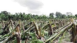 Rain-ravaged banana plantation in Narasimharajapur taluk.