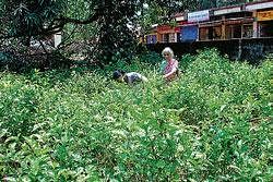 Horticulture dept set to spread jasmine fragrance