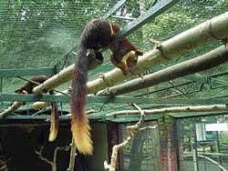 The Malabar giant squirrel which gave birth recently. DH Photo